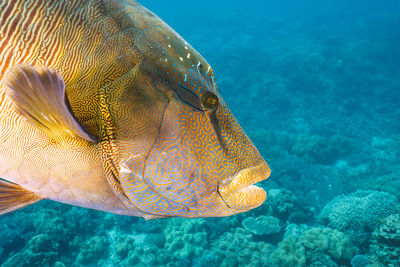 Close-up of fish swimming in sea