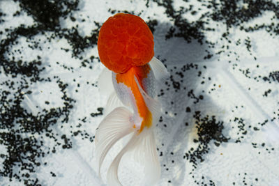 High angle view of white mushrooms growing on plant