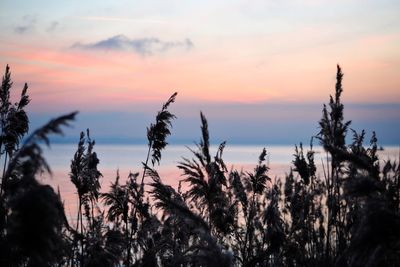 Silhouette plants against sky during sunset