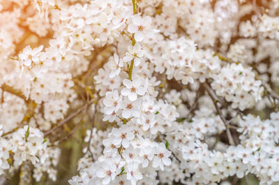 White cherry blossom flowers. flowering spring trees