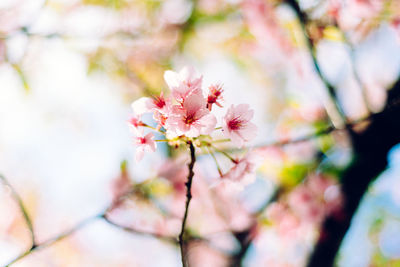 Close-up of pink flowers blooming on tree