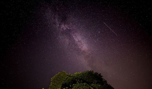 Low angle view of trees against star field at night