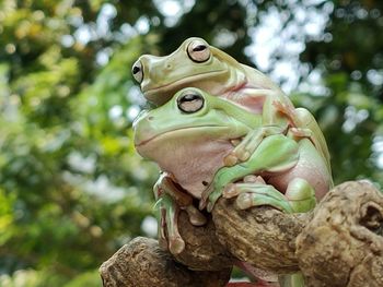 Close-up of frog statue against trees