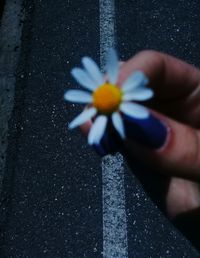 Cropped hand of woman holding flower over road