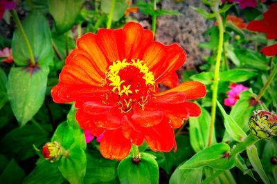 Close-up of red flower blooming outdoors