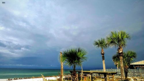 Palm trees by sea against sky