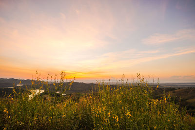 Plants growing on field against sky during sunset