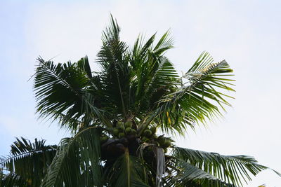 Low angle view of coconut palm tree against clear sky