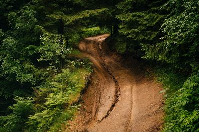 Dirt road amidst trees in forest during summer