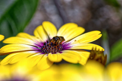 Close-up of insect on yellow flower