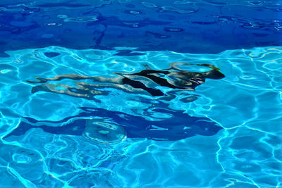 High angle view of girl diving in a swimming pool
