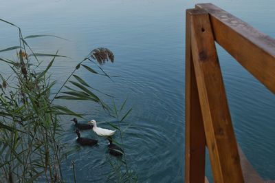 High angle view of bird perching on wooden post in lake