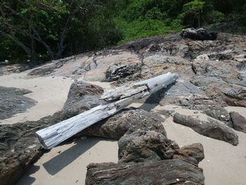 High angle view of driftwood in forest