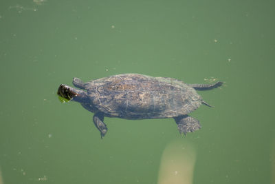 High angle view of turtle in lake