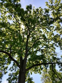 Low angle view of trees against sky on sunny day