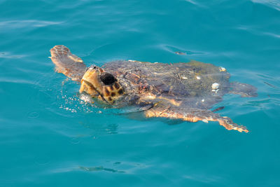 High angle view of turtle swimming in sea