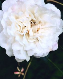 Close-up of white flowers