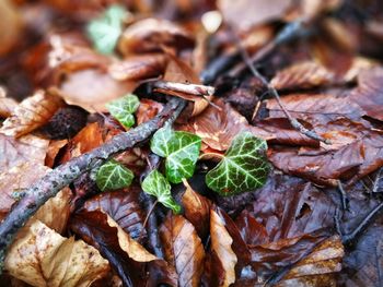 Full frame shot of dry leaves