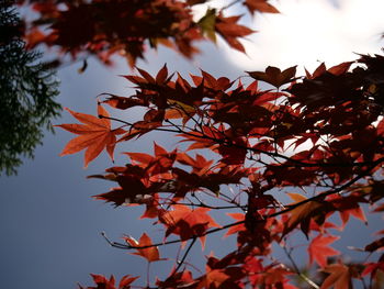 Low angle view of autumnal tree against sky