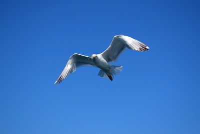 Low angle view of seagull flying against clear blue sky