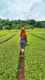 Rear view of woman standing amidst tea crop on farm