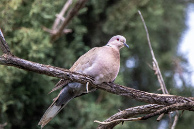 Close-up of bird perching on branch