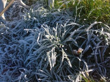 Close-up of frozen lizard