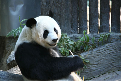 Panda at zoo