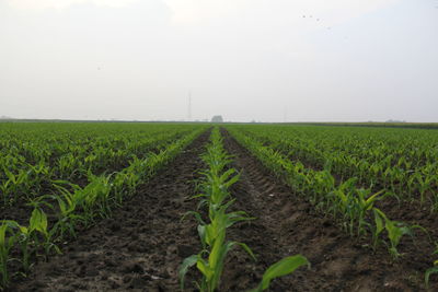 Scenic view of field