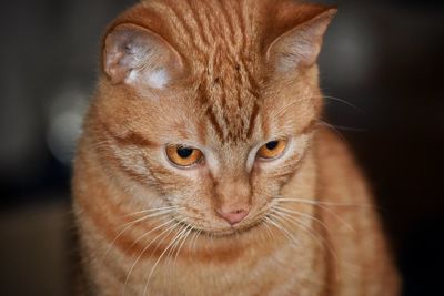 Close-up of cat looking down