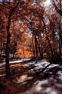 Trees in forest during autumn