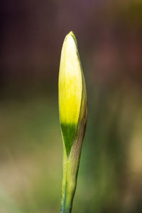 Bud of a blooming narcissus flower close-up, shallow depth of field
