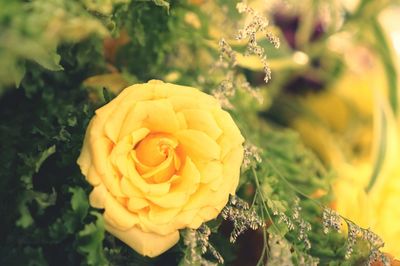 Close-up of rose bouquet