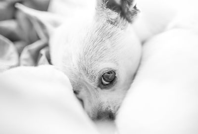 Close-up of cat on bed