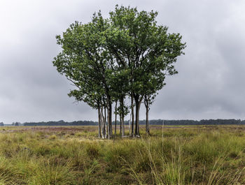 Tree on field against sky