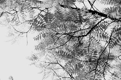 Trees against sky