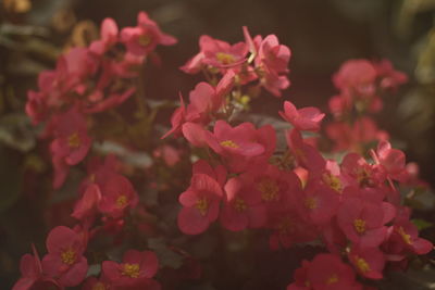 Close-up of pink flowering plants