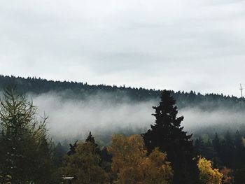 Trees in forest against sky during foggy weather