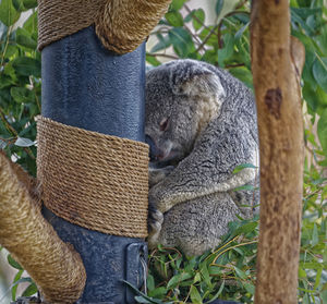 Close-up of animal sleeping on tree trunk