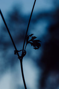 Close-up of plant against sky