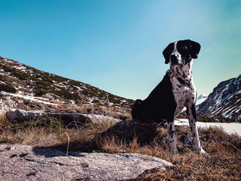 View of dog on mountain against sky