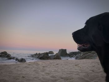 Dog on beach against sky during sunset