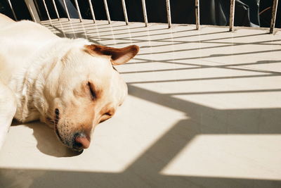 Dog sleeping on the ground