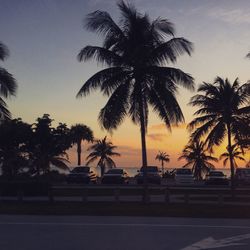 Silhouette of palm trees at swimming pool