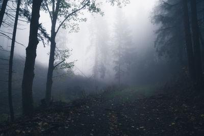 Trees in forest during foggy weather