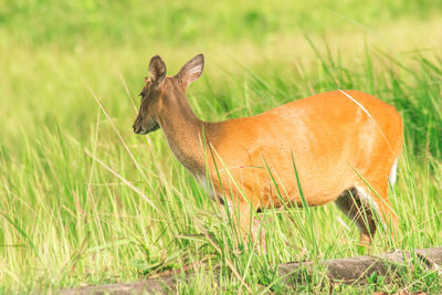 Deer standing on field