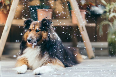 Close-up of dog sitting outdoors while snowing