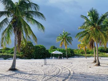 Palm trees on beach against sky