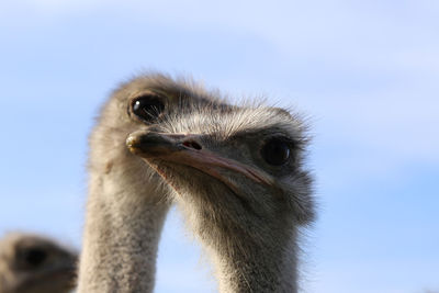 Close-up portrait of a bird