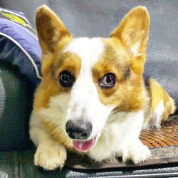 Close-up portrait of dog sitting